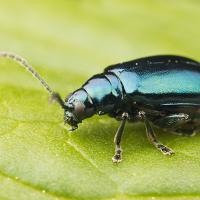 Leaf Beetle 